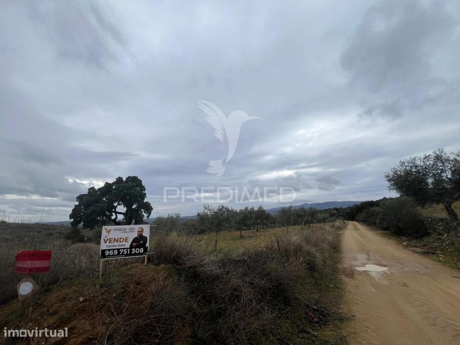 Terreno em Morais com olival e terreno para cultivo