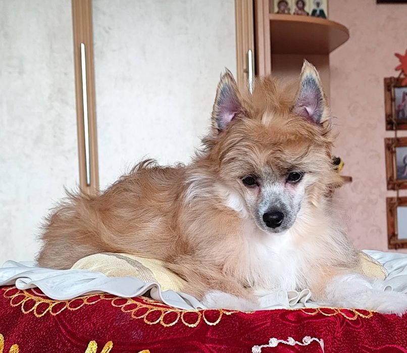 Пухнасте цуценя китайської хохлатої