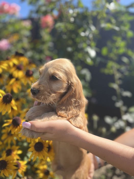piesek cocker spaniel angielski