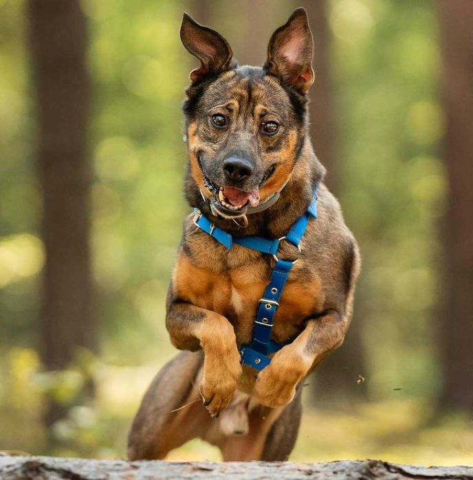 Pies Artek szuka domu