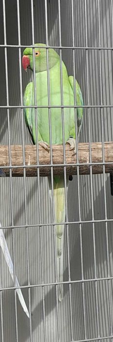 Ring neck Macho Opalino