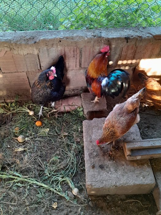 Cokichos de raça pequenas também ovos de faisão galados