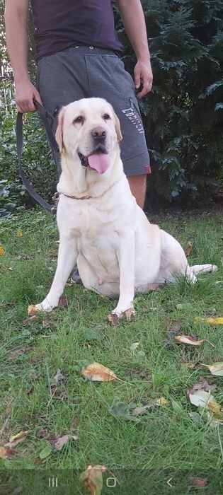 Labrador Retriever biały biszkoptowy