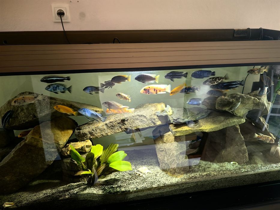 Akwarium 500l (167x50x65)