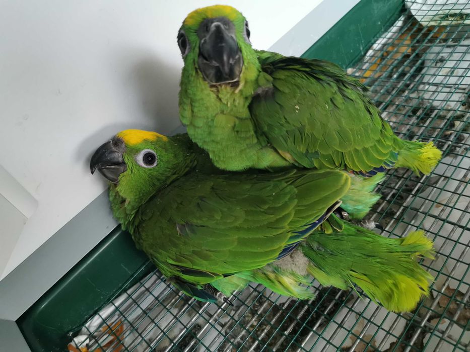 Papagaio amazona ochrocephala
