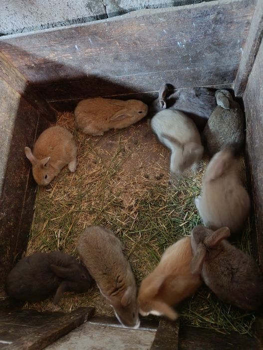 Кролики, кролі, пухнастики