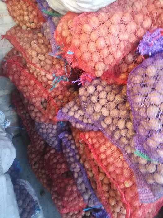 Горіхи волоські 2025 не дорого