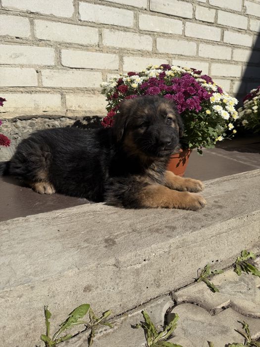 Німецька вівчарка цуценя дівч