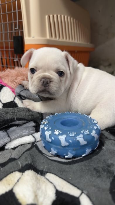 Menino buldog frances cream