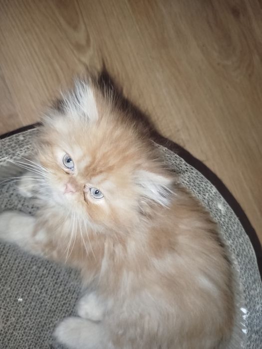 Pers,kot perski kocięta perskie