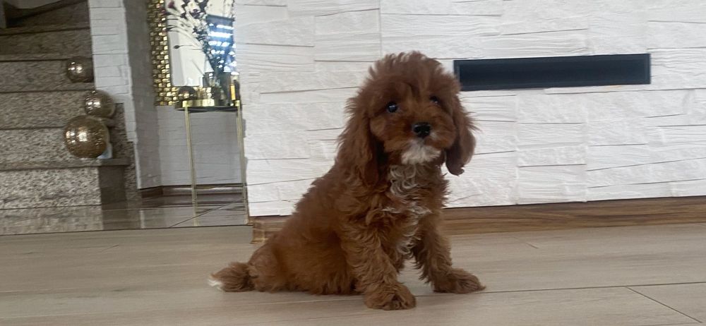 Cavapoo - szczeniak , czerwony