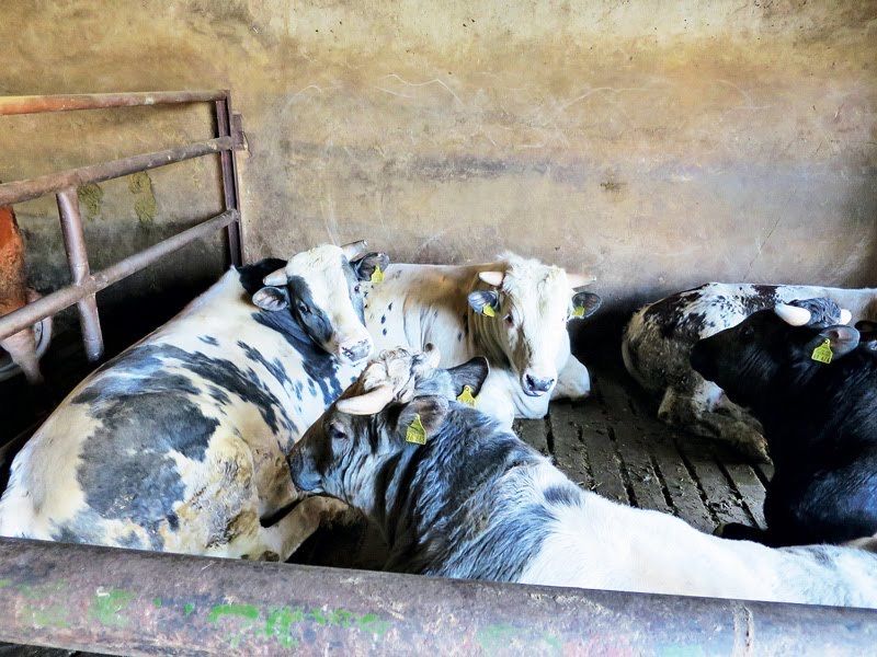 Продаю телята бики бикі