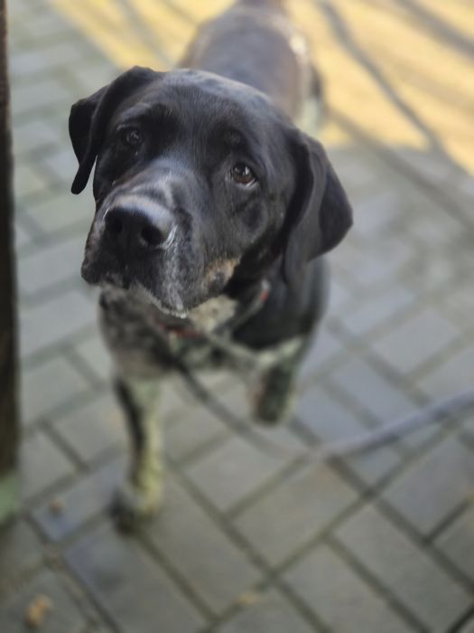 Pieski do adopcji Oleśnica!