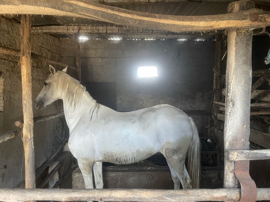 Egua cruzada de lusitano