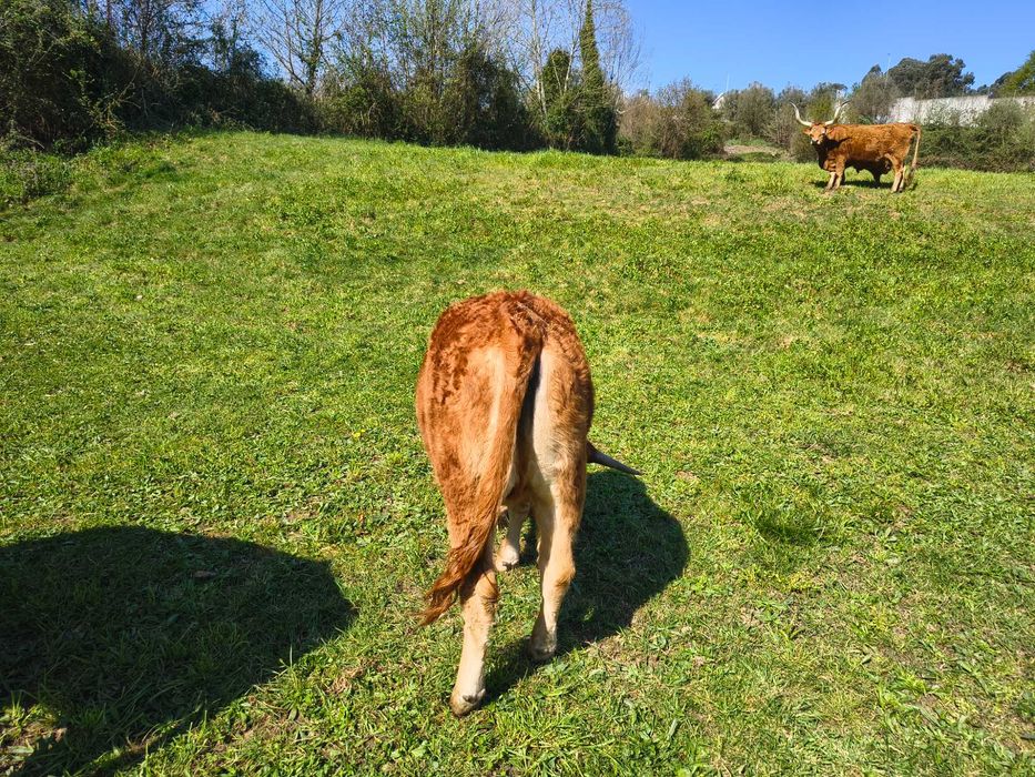 Vitelos Barrosã – Excelente qualidade