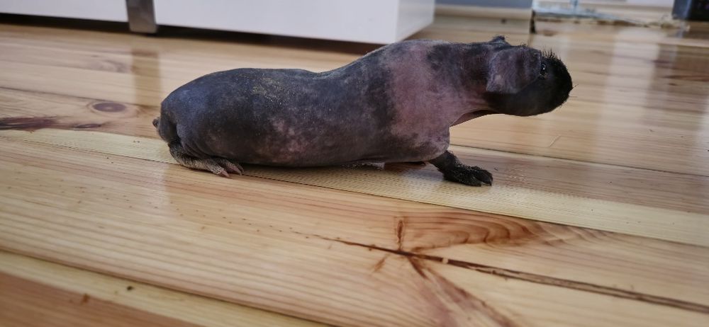 Swinki morskie Skinny samczyki młode