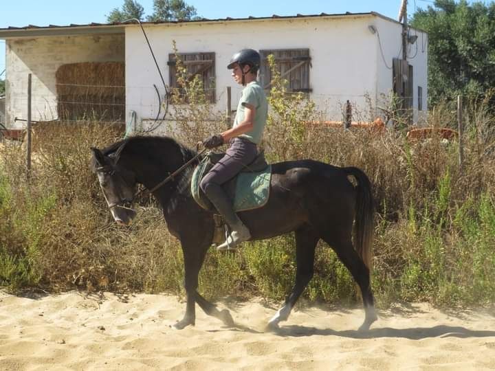 Éguas e poldras lusitanas