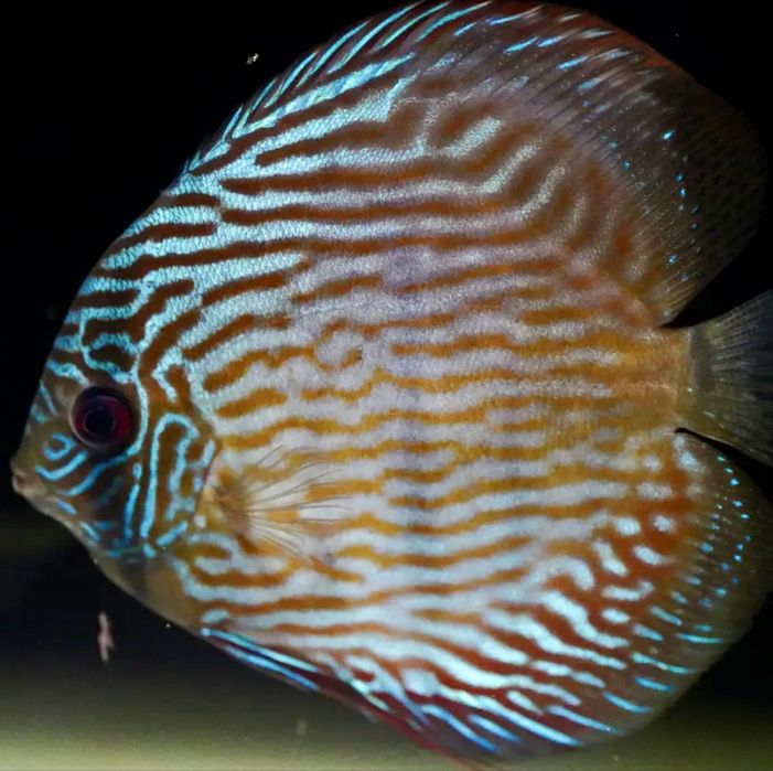 Wild Discus (Discus Selvagens)