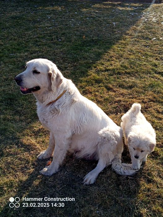 Owczarek podhalański