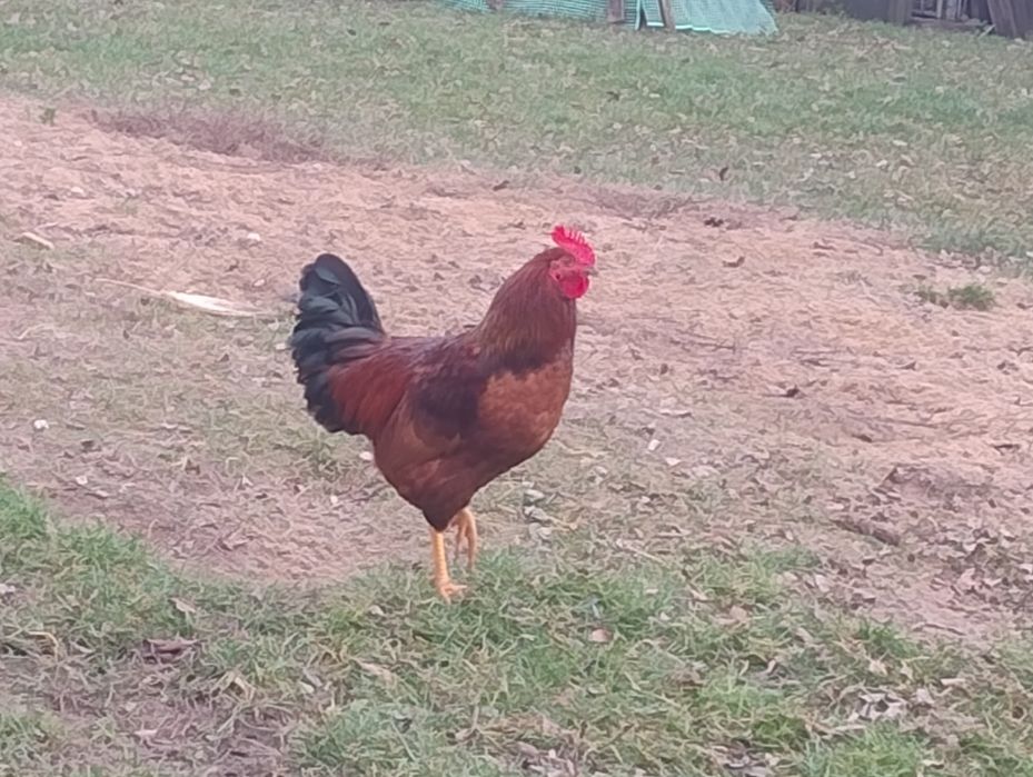 Młode koguty gotowe do hodowli