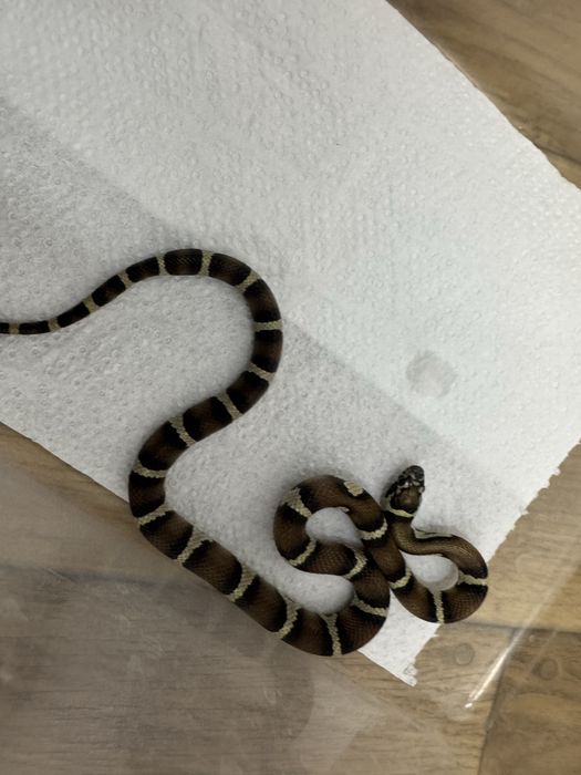 Wąż zbożowy z 2025r młode samiczki i samce