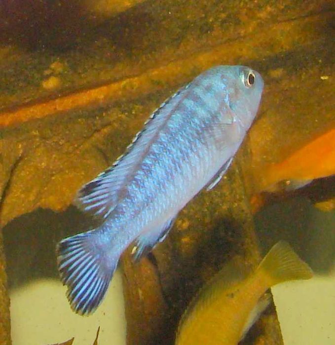 Pyszczak socolofi Pseudotropheus socolofi