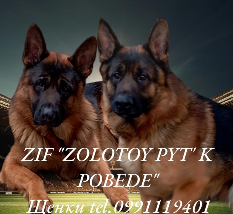 Роскошные девочки из питомника.