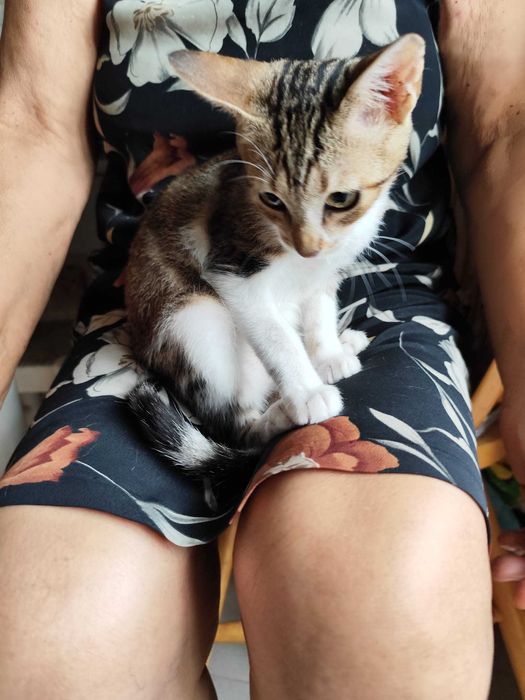 Gata bebé para adoção consciente