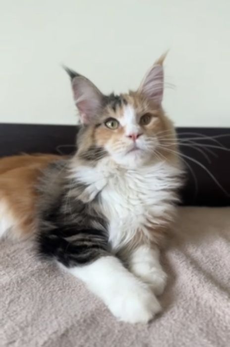 Мейн кун дівчинка з документами. 4