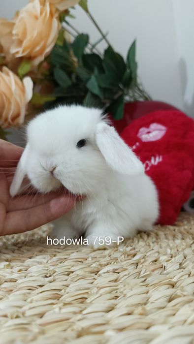 Mini lop króliki karzełek miniaturka baranek hodowla