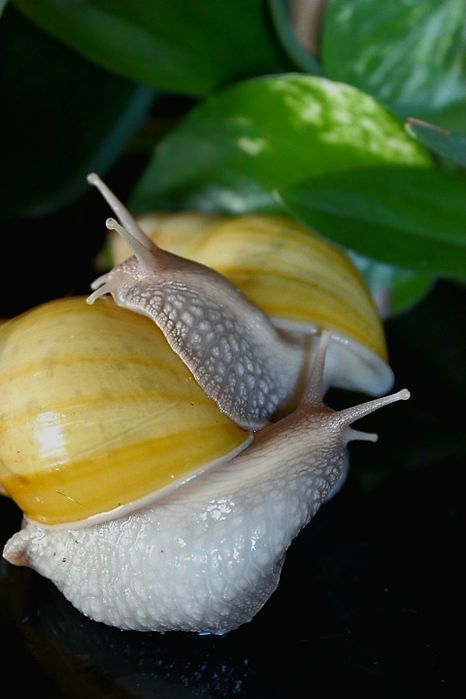 Lissachatina fulica rodatzi ślimak afrykański