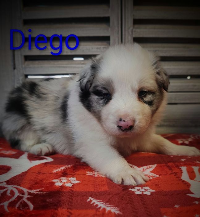 Border collie piesek Blue merle przebadani rodzice