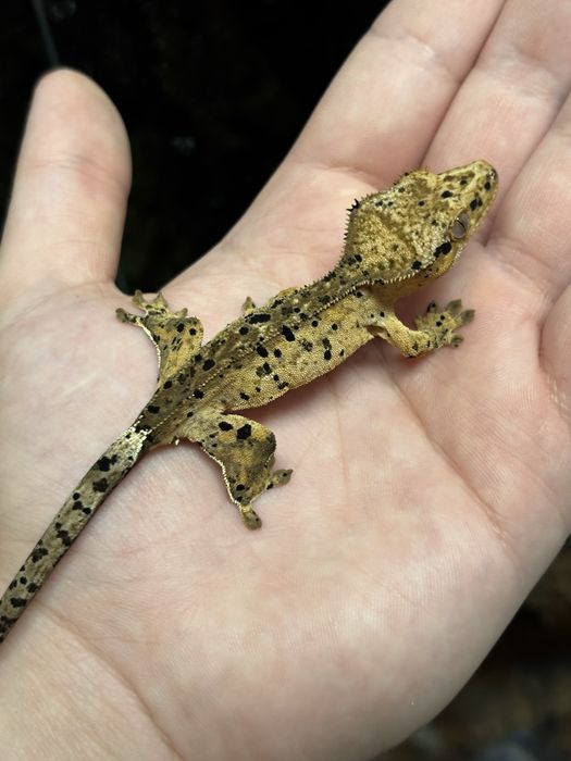 Gekon super dalmatian