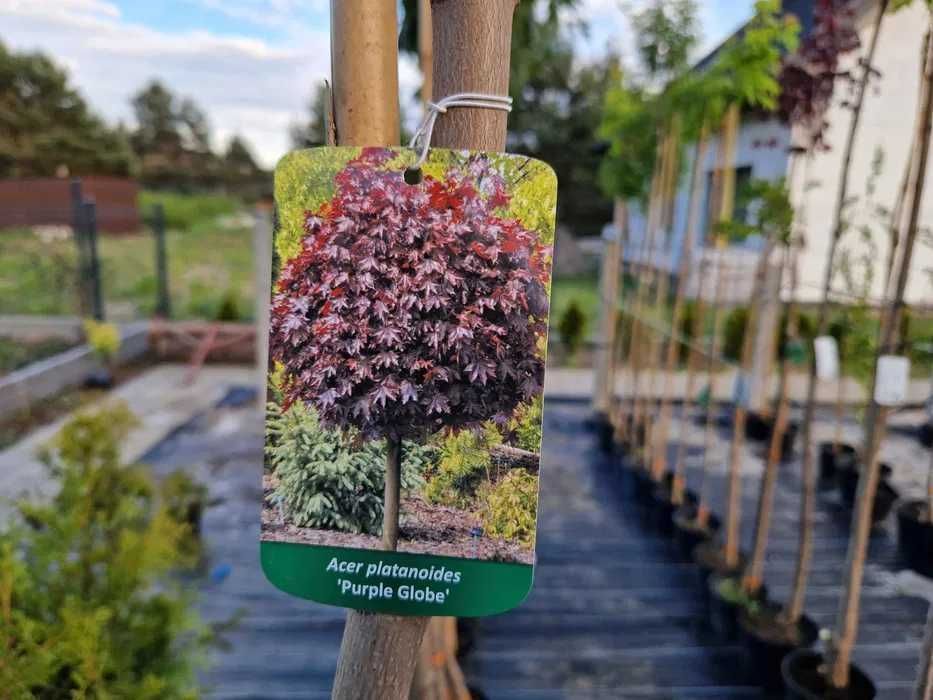 Klon GLOBOSUM Acer kulisty PURPLE GLOBE Golden Globe drzewa alejowe