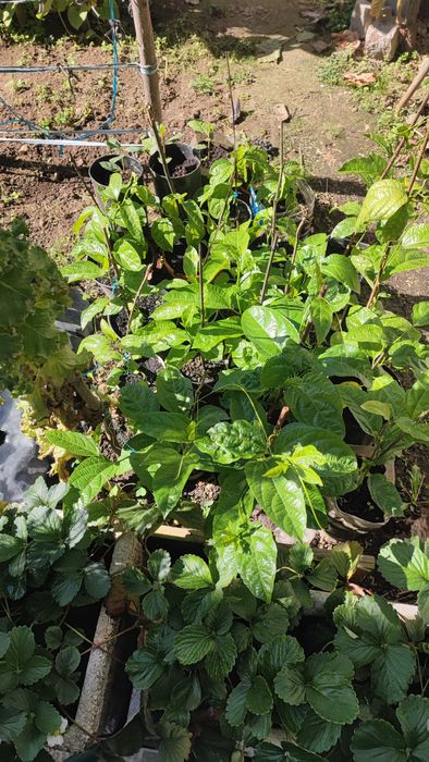 Plantas de maracujá com fruta