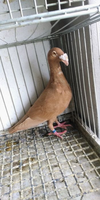 Gołębie ptaki rzeszowskie