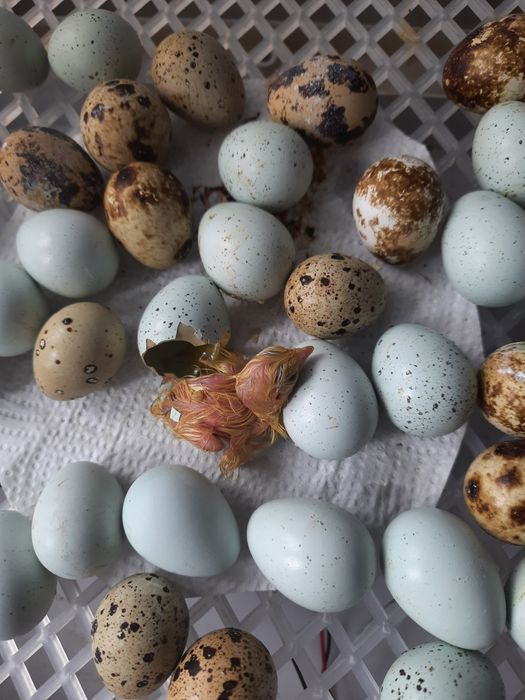 Jaja lęgowe przepiórki celadon