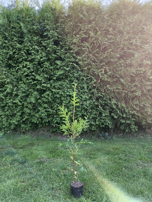 Tuje brabant 80cm, tuje szmaragd 90cm z doniczek, ostatni dzwonek!!!