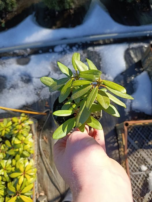 Рододендрон вічнозелений