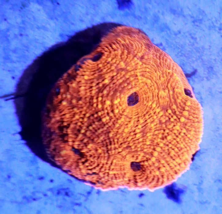 Acanthastrea echinata Świeci WYSYŁKA FLUOLAMPS.PL