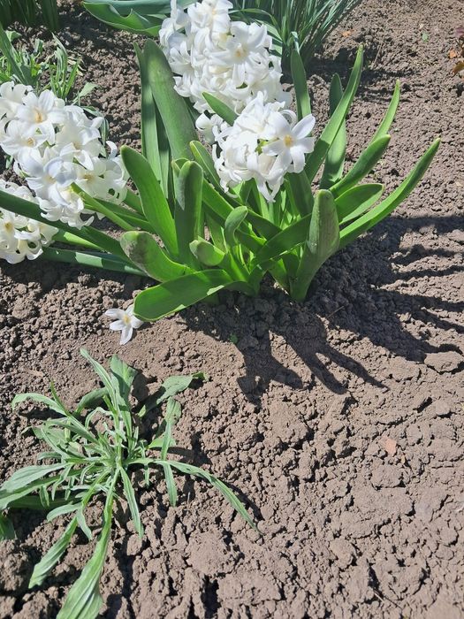 Гіацинт білий квіти