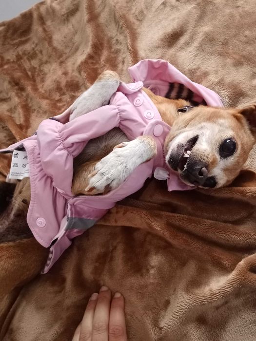 Pinscher para doação