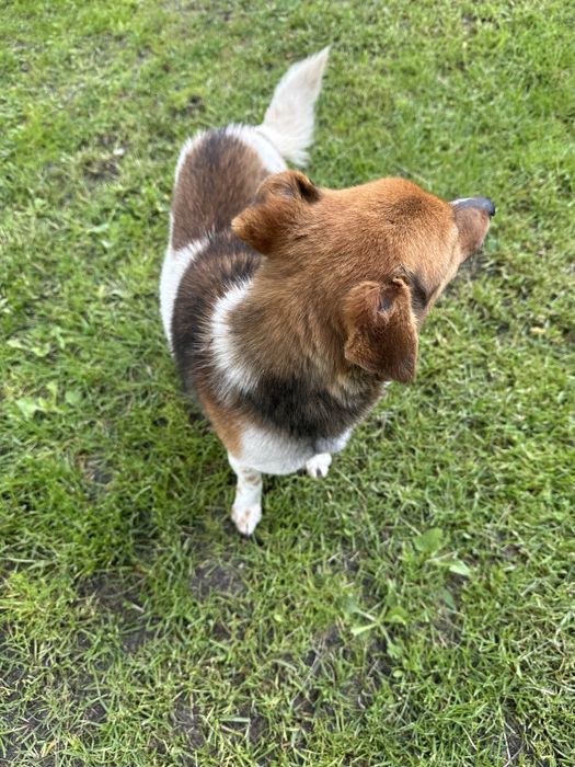 Віддам у добрі руки собаку