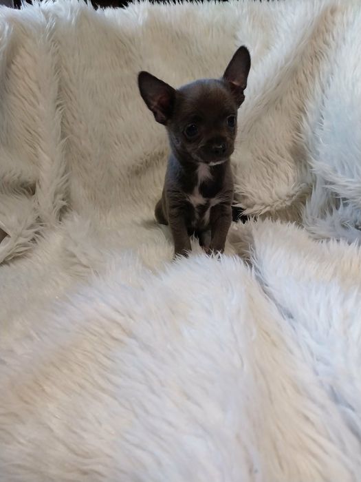 Chihuahua malutki piesek !