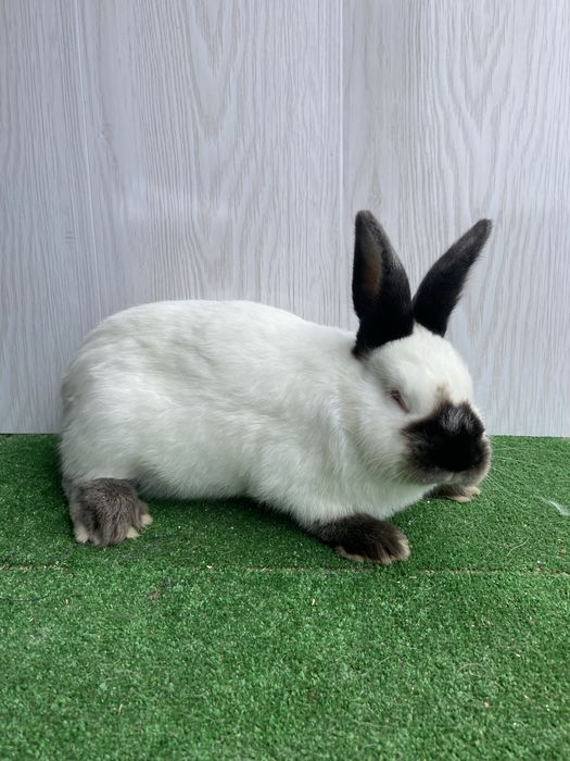 Каліфорнія різного віку