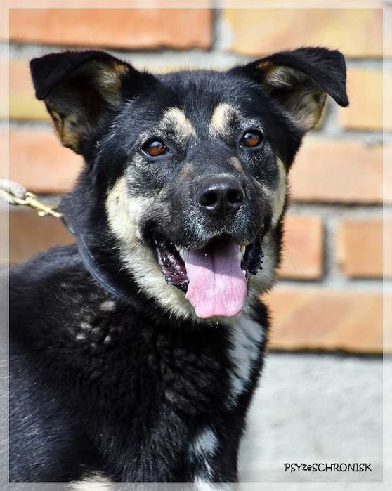 Bayer – jeszcze nie wie, że jest już dorosłym pieskiem