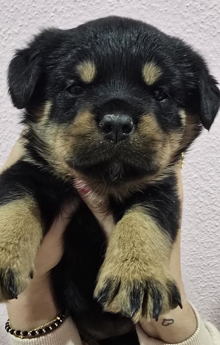 Rottweiler szczeniak fci zkwp