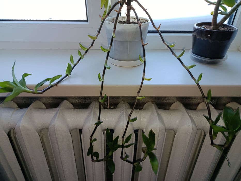 Рослина Золотий ус