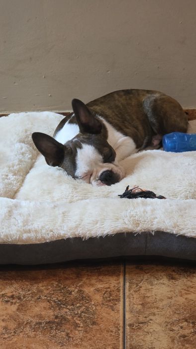 Boston Terrier z rodowodem