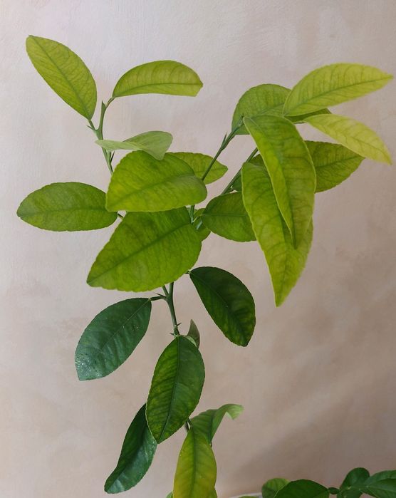 Кімнатні рослини